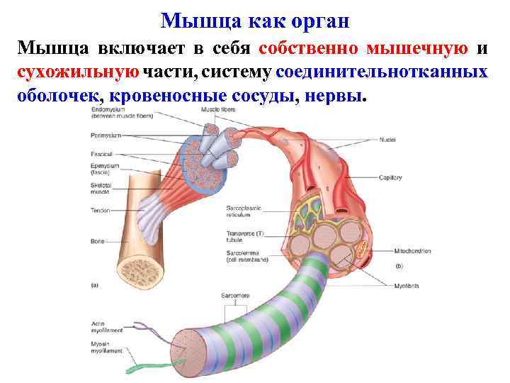 Мышца как орган Мышца включает в себя собственно мышечную и сухожильную части, систему соединительнотканных