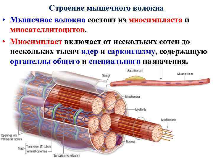Строение мышечного волокна • Мышечное волокно состоит из миосимпласта и миосателлитоцитов. • Миосимпласт включает