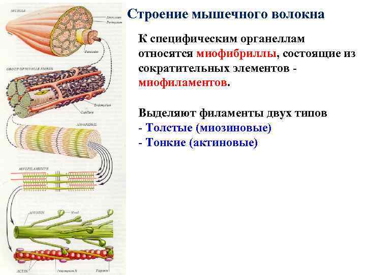 Строение мышечного волокна К специфическим органеллам относятся миофибриллы, состоящие из сократительных элементов миофиламентов. Выделяют