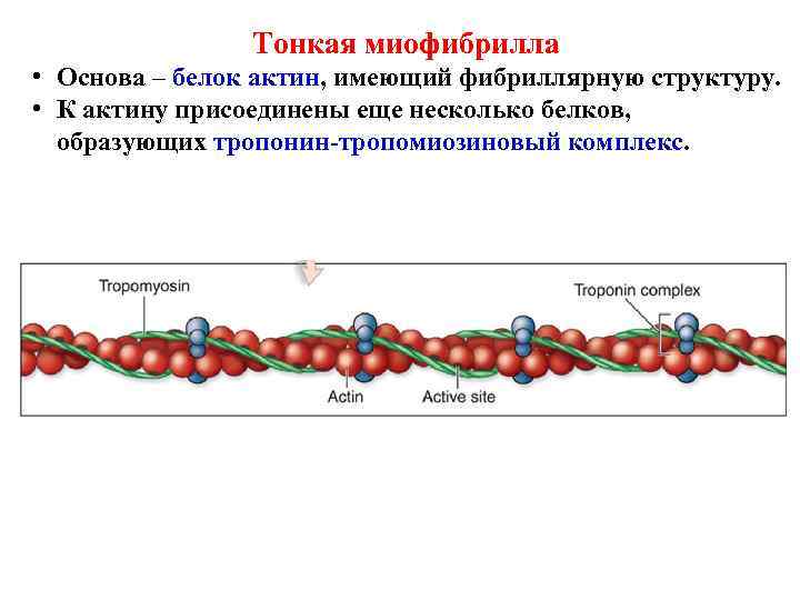 Фибриллярные белки презентация