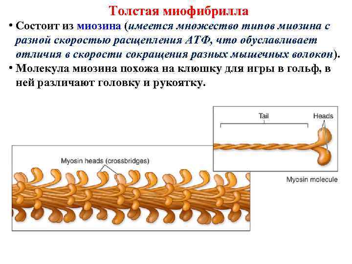 Толстая миофибрилла • Состоит из миозина (имеется множество типов миозина с разной скоростью расщепления