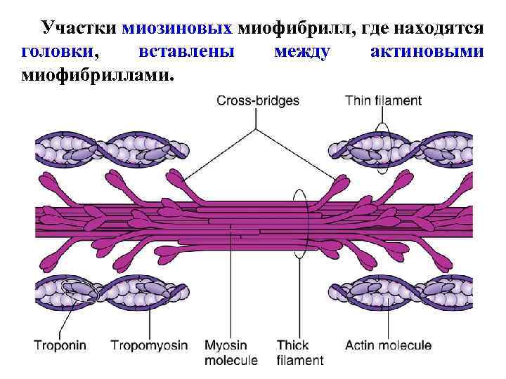 Участки миозиновых миофибрилл, где находятся головки, вставлены между актиновыми миофибриллами. 