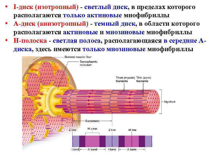  • I-диск (изотропный) - светлый диск, в пределах которого располагаются только актиновые миофибриллы