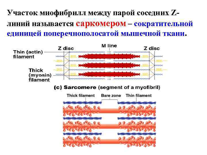 Участок миофибрилл между парой соседних Zлиний называется саркомером – сократительной единицей поперечнополосатой мышечной ткани.