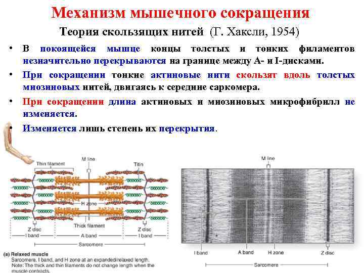Механизм мышечного сокращения Теория скользящих нитей (Г. Хаксли, 1954) • В покоящейся мышце концы
