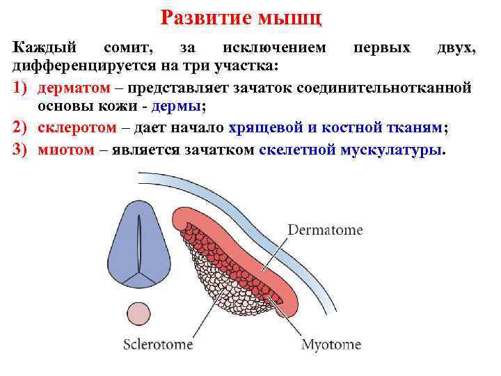 Развитие мышц Каждый сомит, за исключением первых двух, дифференцируется на три участка: 1) дерматом