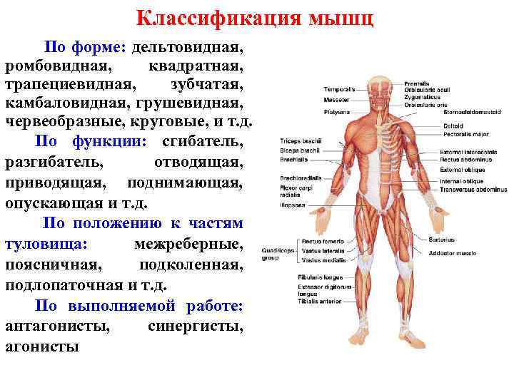 Классификация мышц