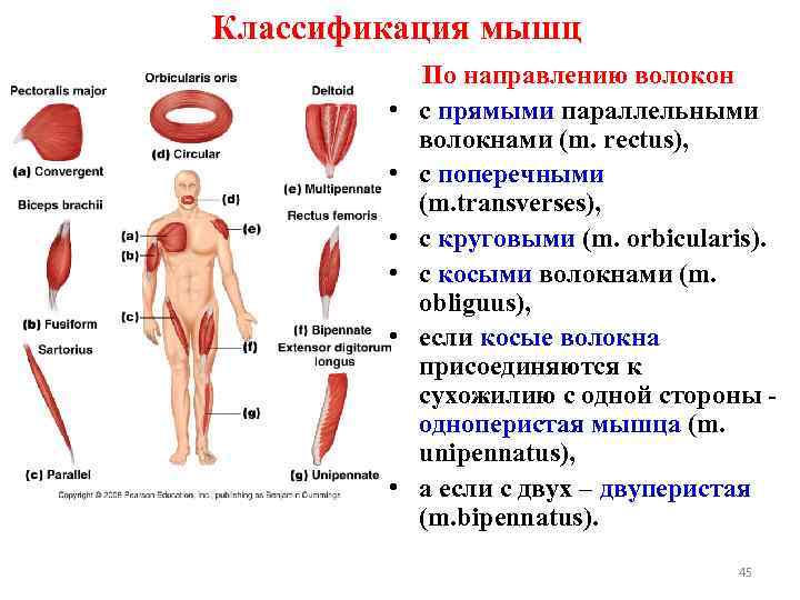 Классификация мышц человека