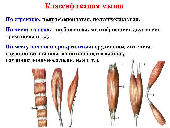 Классификация мышц По строению: полуперепончатая, полусухожильная. По числу головок: двубрюшная, многобрюшная, двуглавая, трехглавая и