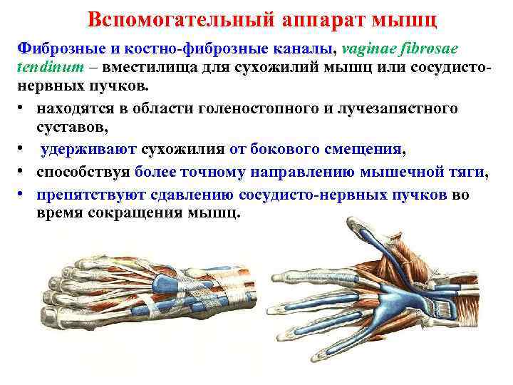 Вспомогательный аппарат мышц Фиброзные и костно-фиброзные каналы, vaginae fibrosae tendinum – вместилища для сухожилий