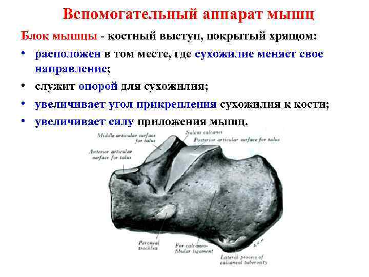 Вспомогательный аппарат мышц Блок мышцы - костный выступ, покрытый хрящом: • расположен в том