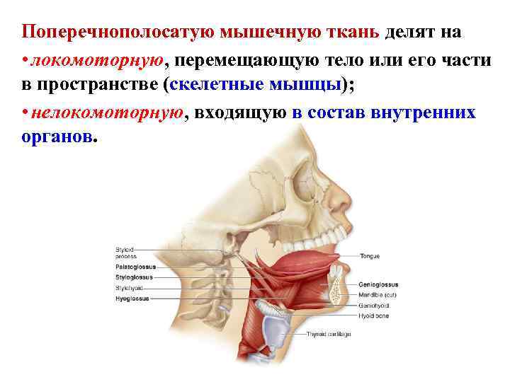 Поперечнополосатую мышечную ткань делят на • локомоторную, перемещающую тело или его части в пространстве