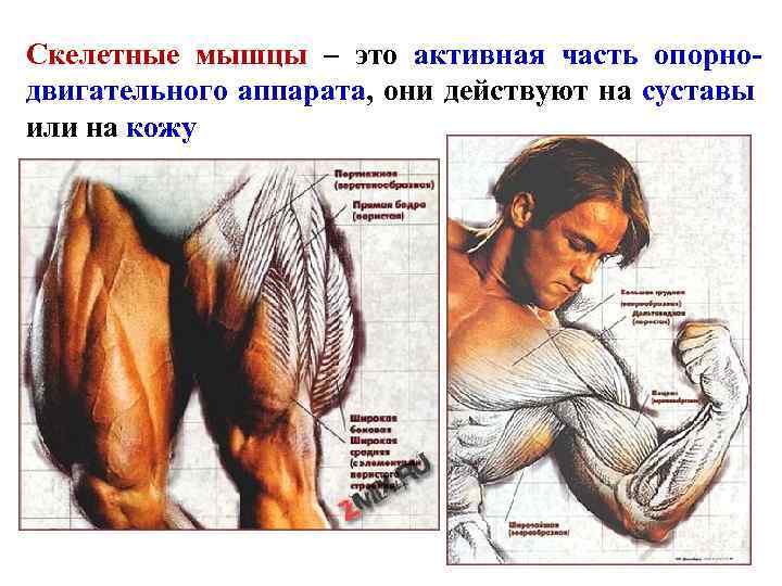 Скелетные мышцы – это активная часть опорнодвигательного аппарата, они действуют на суставы или на