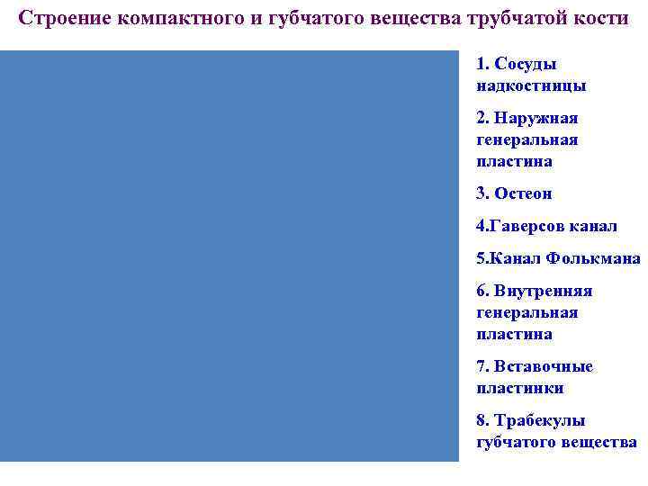 Строение компактного и губчатого вещества трубчатой кости 1. Сосуды Строение компактного и губчатого вещества трубчатой кости 1. Сосуды