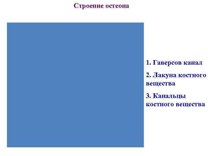 Строение остеона 1. Гаверсов канал 2. Лакуна костного Строение остеона 1. Гаверсов канал 2. Лакуна костного