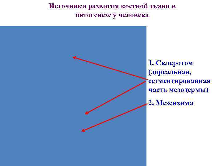 Источники развития костной ткани в онтогенезе у человека Источники развития костной ткани в онтогенезе у человека