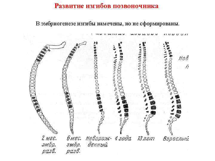 Развитие изгибов позвоночника В эмбриогенезе изгибы намечены, но не сформированы. Развитие изгибов позвоночника В эмбриогенезе изгибы намечены, но не сформированы.