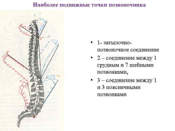 Наиболее подвижные точки позвоночника • 1 - затылочно- Наиболее подвижные точки позвоночника • 1 - затылочно-