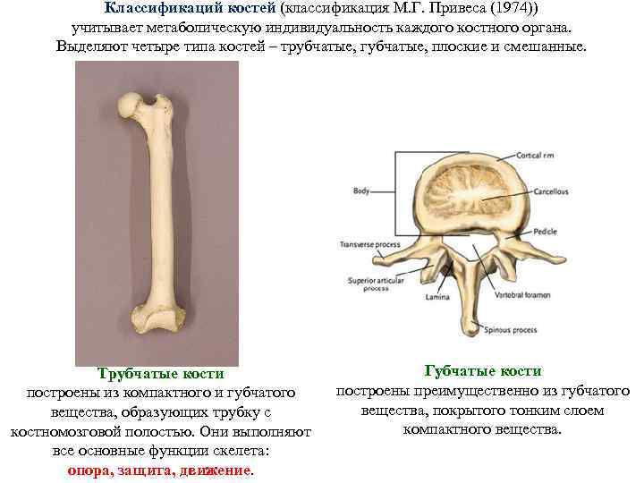 Выберите губчатую кость. Классификация костей. Кости трубчатые губчатые плоские смешанные. Классификация костей привес. Классификация костей скелета.