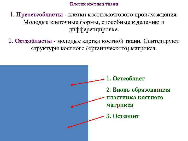 Клетки костной ткани 1. Преостеобласты - клетки костномозгового происхождения. Клетки костной ткани 1. Преостеобласты - клетки костномозгового происхождения.