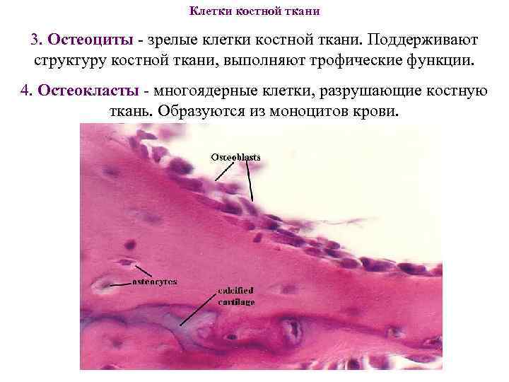 Клетки костной ткани 3. Остеоциты - зрелые клетки костной Клетки костной ткани 3. Остеоциты - зрелые клетки костной