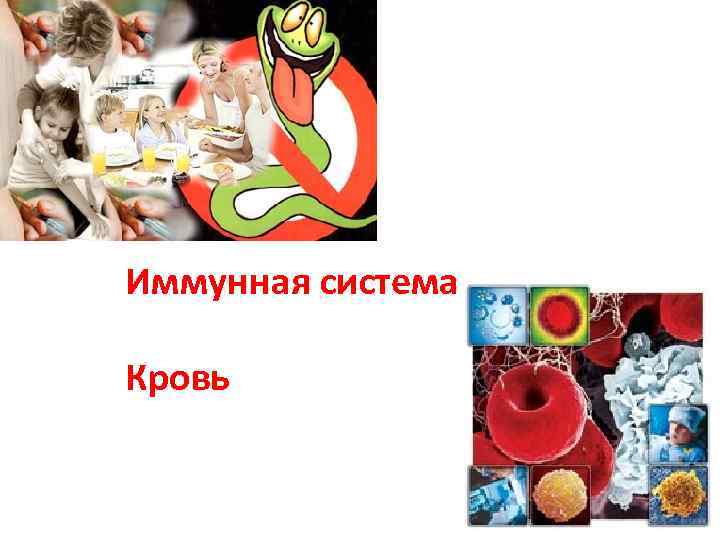 Иммунная система Кровь 