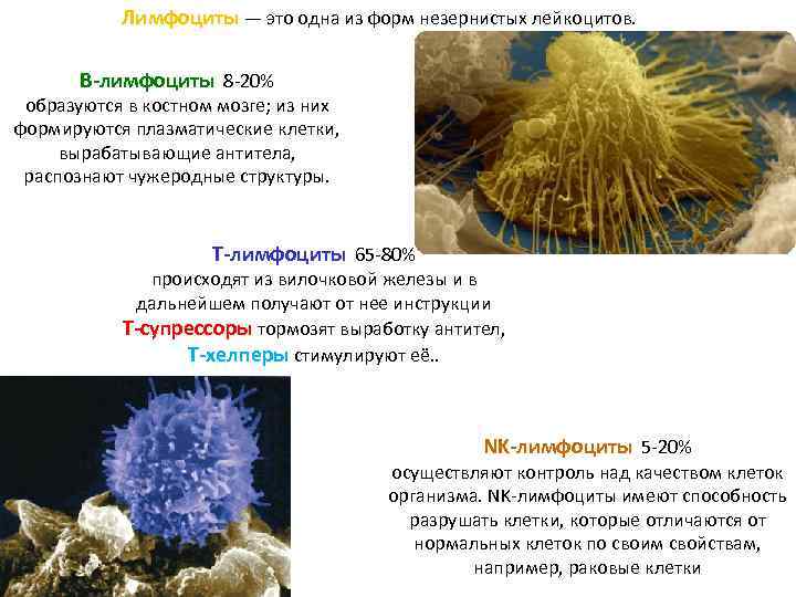   Лимфоциты — это одна из форм незернистых лейкоцитов.  В-лимфоциты 8 20%