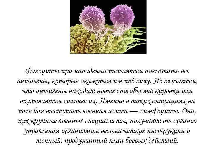   Фагоциты при нападении пытаются поглотить все антигены, которые окажутся им под силу.