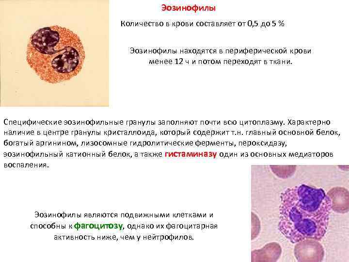 Содержание эозинофилов в крови
