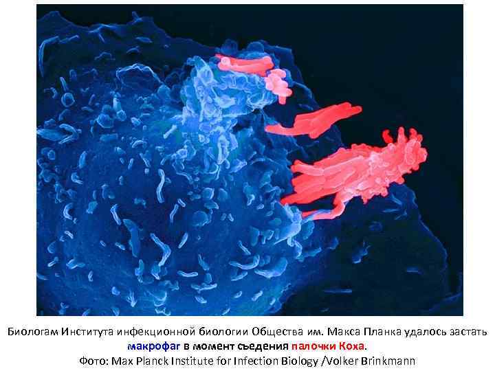 Биологам Института инфекционной биологии Общества им. Макса Планка удалось застать    макрофаг