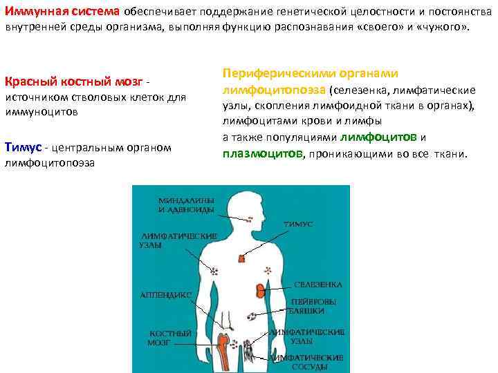 Система обеспечения человека