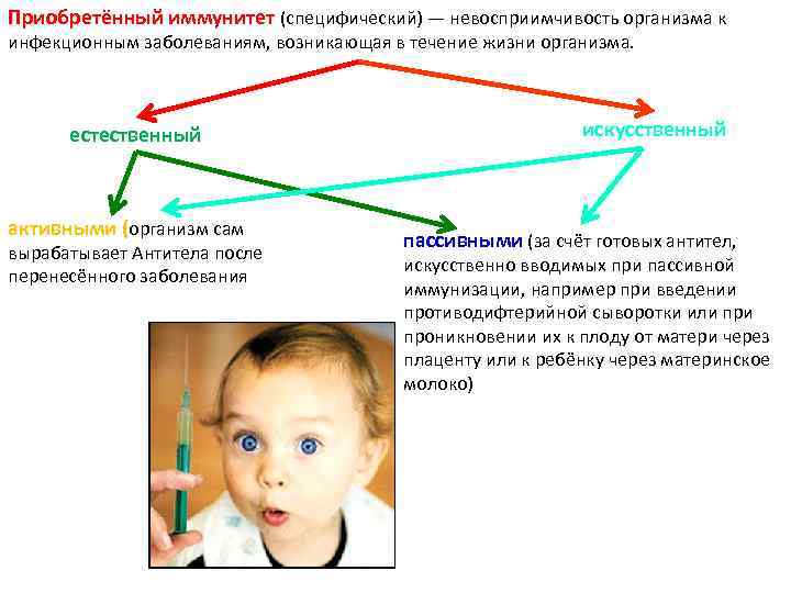 Приобретённый иммунитет (специфический) — невосприимчивость организма к инфекционным заболеваниям, возникающая в течение жизни организма.