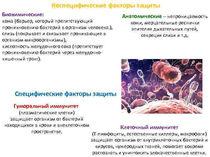 Неспецифические иммунные факторы. Неспецифические факторы защиты. Неспецифические факторы защиты организма микробиология. Факторы неспецифической защиты слизистой оболочки.