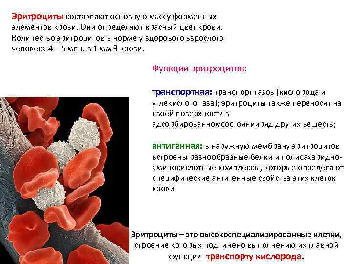 На мембране эритроцитов располагаются особые вещества. Свойства эритроцитов. Оболочка эритроцитов. Эритроциты в иммунной системе. Свойства мембраны эритроцитов.