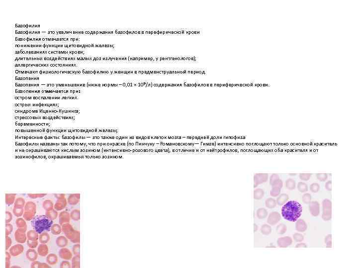 Повышенные базофилы причины. Базофилия механизм развития. Содержание базофилов. Низкие базофилы в крови. Окраска базофилов.