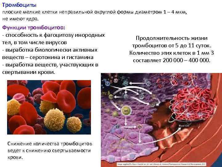 Тромбоциты принимают участие. Тромбоциты. Клетка тромбоцита. Функции тромбоцитов в крови человека. Тромбоциты кровяные пластинки клетки.