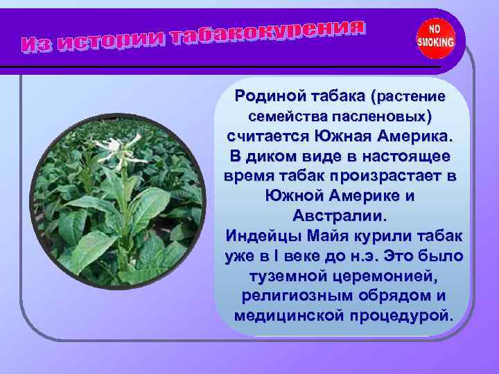  Родиной табака (растение семейства пасленовых) считается Южная Америка.  В диком виде в