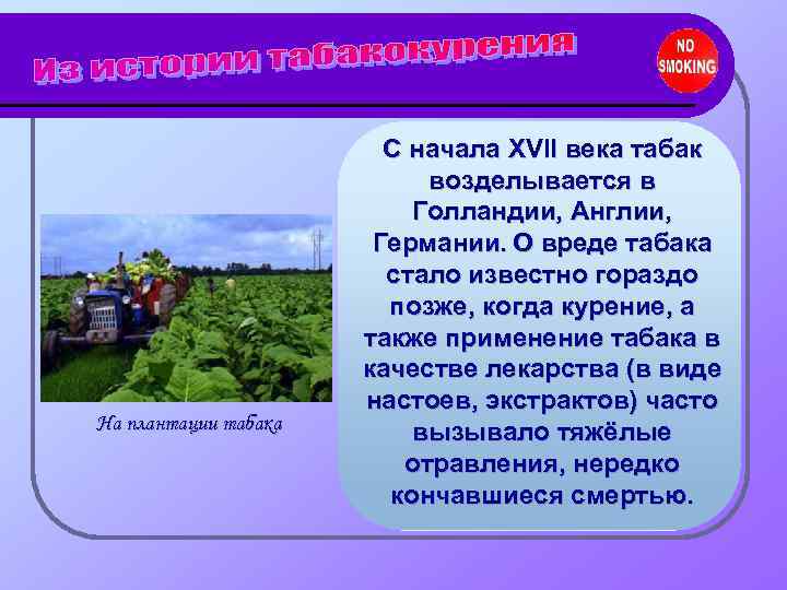     С начала XVII века табак     возделывается