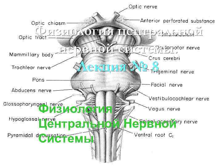 Физиология центральной нервной системы. Лекция № 8 Физиология Центральной Нервной Системы Физиология центральной нервной системы. Лекция № 8 Физиология Центральной Нервной Системы