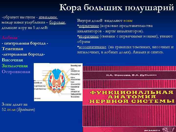 Кора больших полушарий -образует выступы - извилины, между Кора больших полушарий -образует выступы - извилины, между