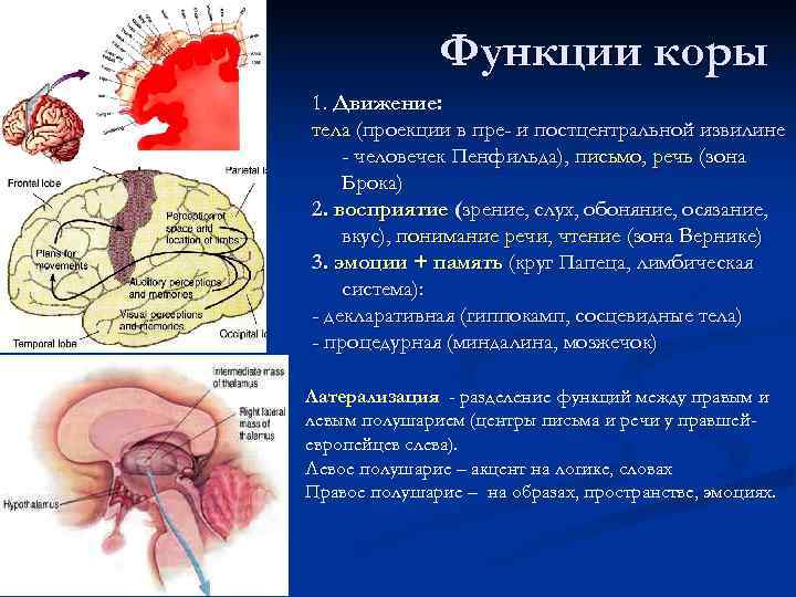 Функции коры 1. Движение: тела (проекции в пре- и постцентральной извилине Функции коры 1. Движение: тела (проекции в пре- и постцентральной извилине