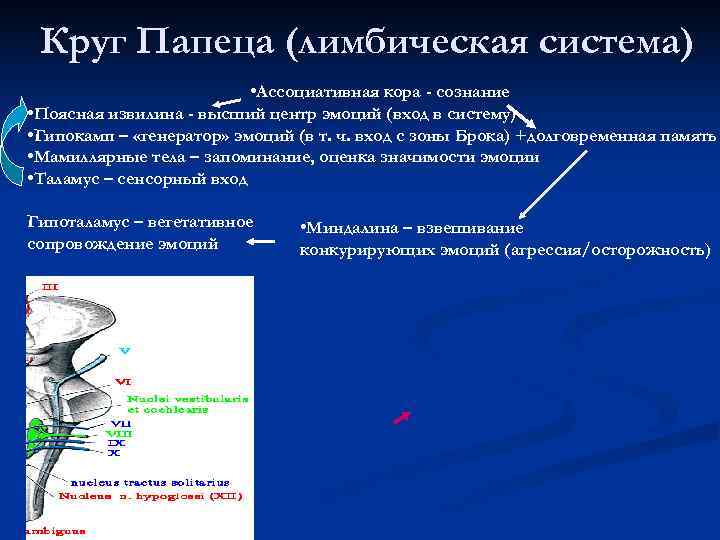 Круг Папеца (лимбическая система) • Ассоциативная кора - Круг Папеца (лимбическая система) • Ассоциативная кора -