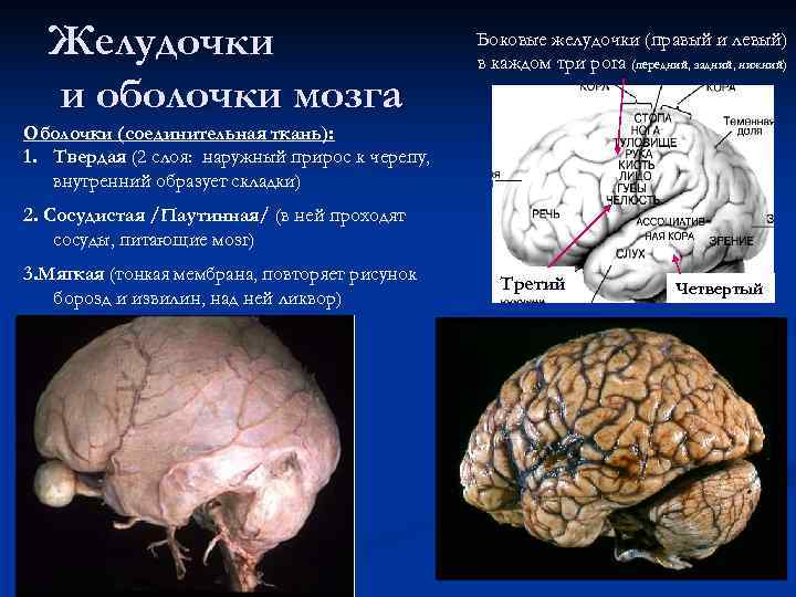 Желудочки Боковые желудочки (правый и левый) Желудочки Боковые желудочки (правый и левый)