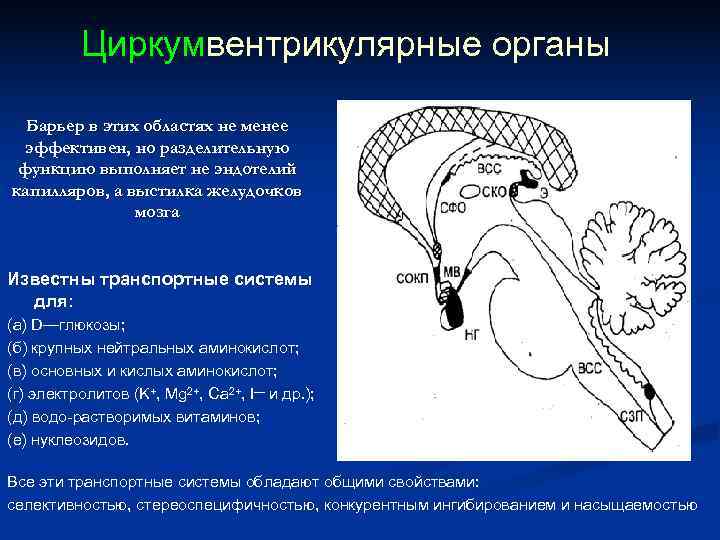 Циркумвентрикулярные органы Барьер в этих областях не менее эффективен, Циркумвентрикулярные органы Барьер в этих областях не менее эффективен,