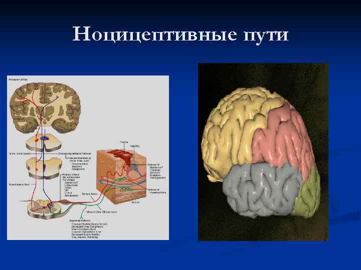 Ноцицептивные пути Ноцицептивные пути