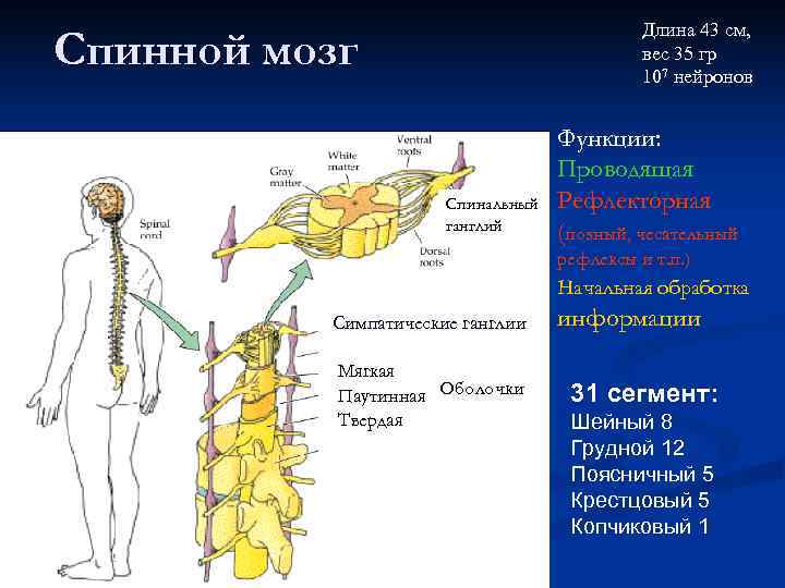 Длина 43 см, Спинной мозг Длина 43 см, Спинной мозг