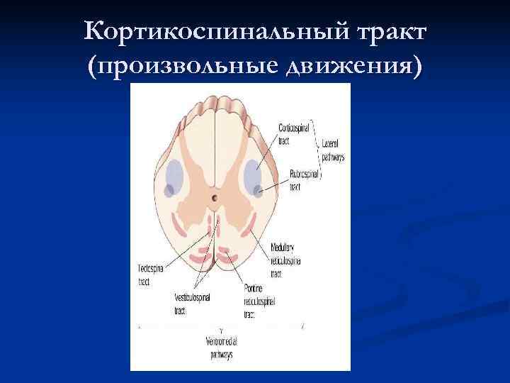 Кортикоспинальный тракт (произвольные движения) Кортикоспинальный тракт (произвольные движения)