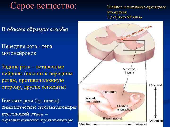 Серое вещество: Шейное и пояснично-крестцовое Серое вещество: Шейное и пояснично-крестцовое