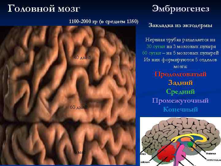 Головной мозг Эмбриогенез 1100 -2000 гр (в Головной мозг Эмбриогенез 1100 -2000 гр (в