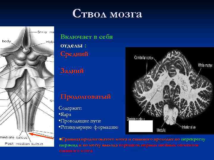 Ствол мозга Включает в себя отделы : Средний Задний Продолговатый Содержит: Ствол мозга Включает в себя отделы : Средний Задний Продолговатый Содержит: